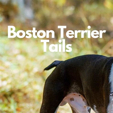 boston terrier tail